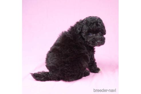 成約済の東京都のマルプー:マルチーズ×トイプードル-192826の2枚目